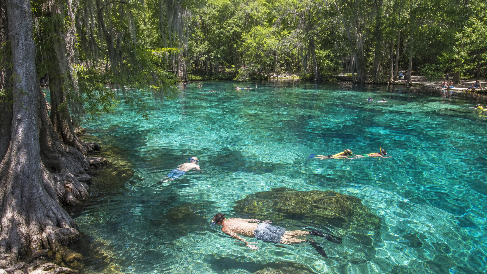 Swimmers and snorkelers in crystal-clear blue-green spring water at Morrison Springs County Park in Walton County Florida, surrounded by old cypress trees and Spanish moss