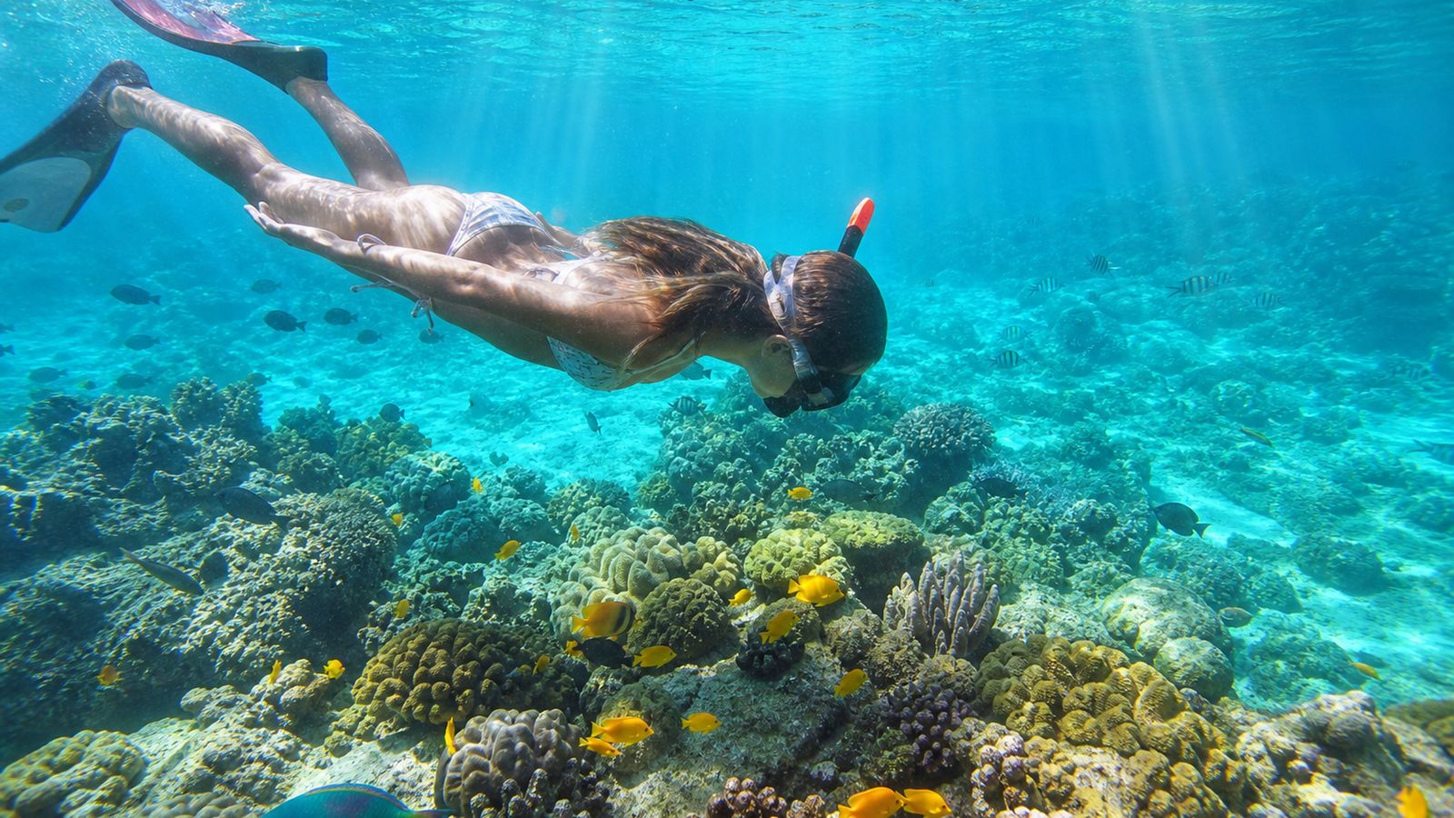 Snorkeler exploring a vibrant tropical coral reef in clear turquoise water with colorful fish below
